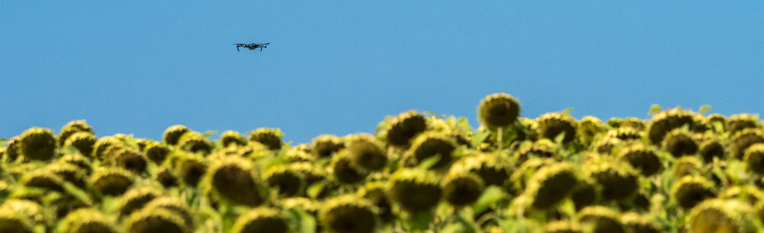 Drohnenflug über ein Sonnenblumenfeld
