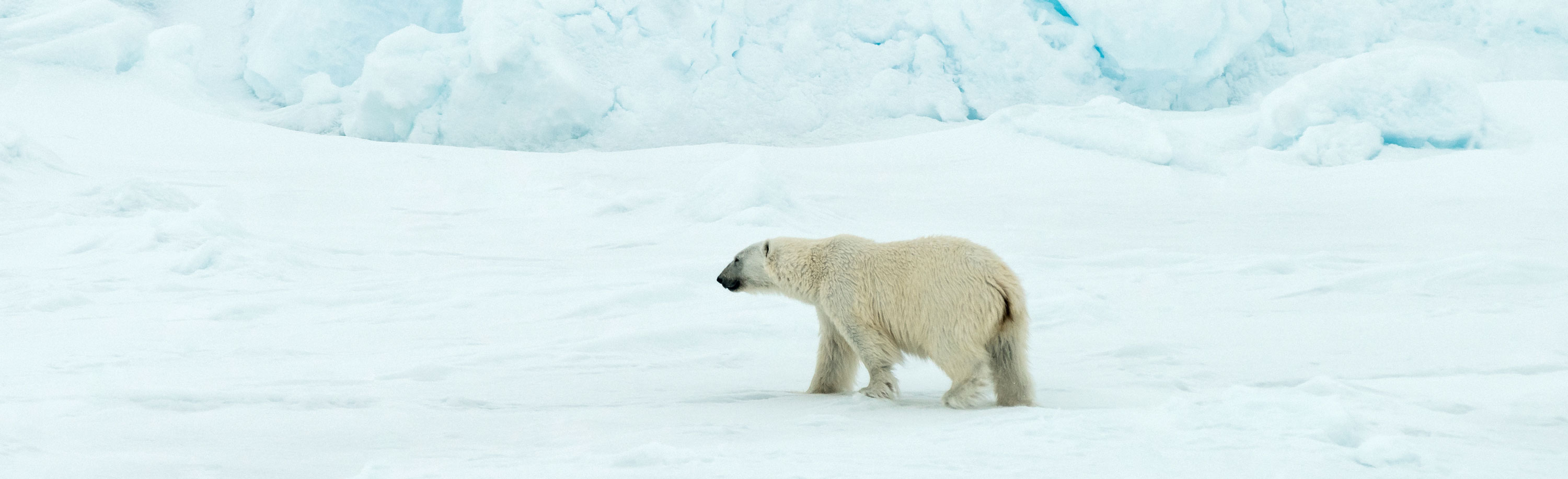 Eisbär am Nordpol - Dreharbeiten für eine ZDF-Reportage