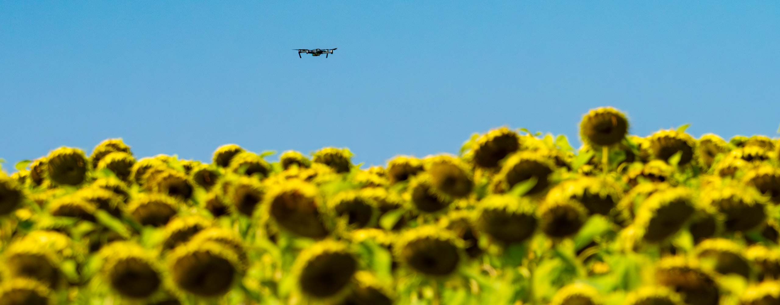 Drohnenflug über ein Sonnenblumenfeld – ARISDA Filmproduktion